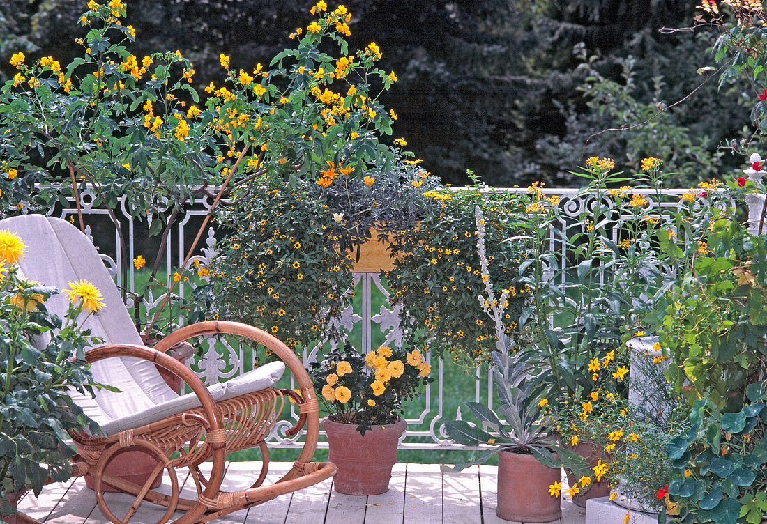 Cassia corymbosa, Dahlia, Rose, Asclepias, Sanvitalia, Verbascum