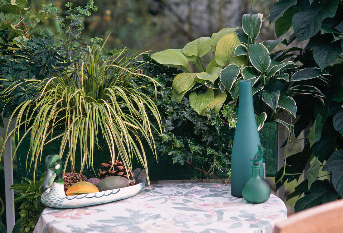 Green box: Euphorbia, Acorus gramineus 'Ogon'