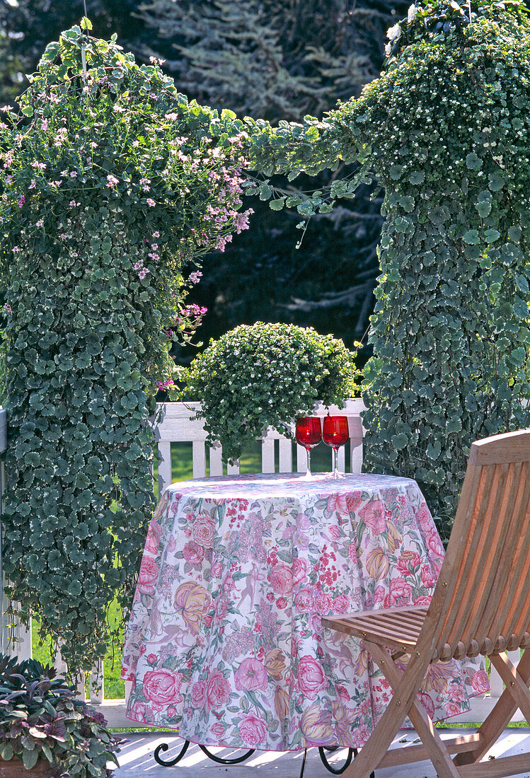 Plant curtain of hanging baskets with Glechoma hederacea