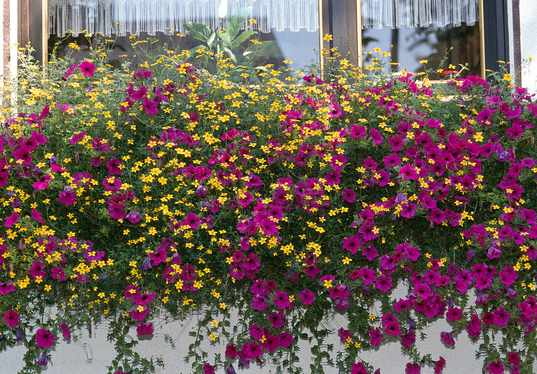 Bidens ferulifolia, Surfinia-Petunia 'Revolution'