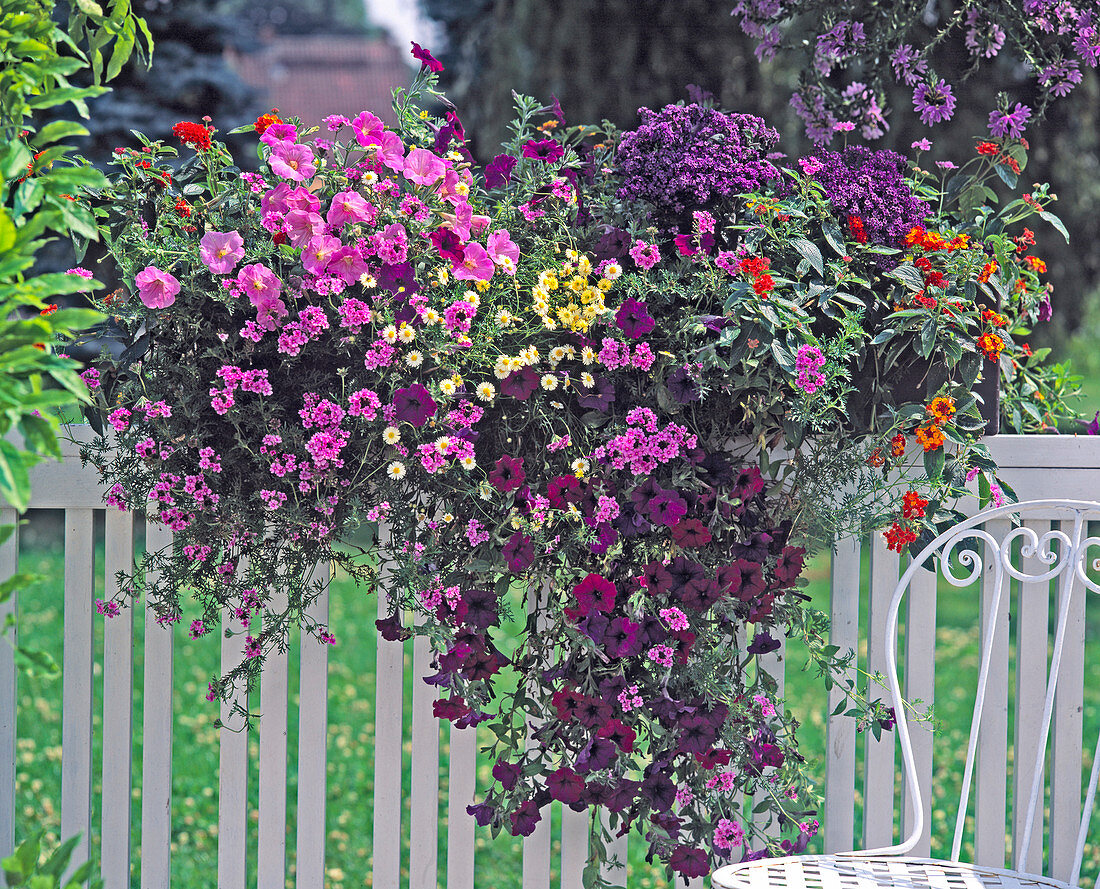 Petunie, Verbena tenera 'Kleopatra'