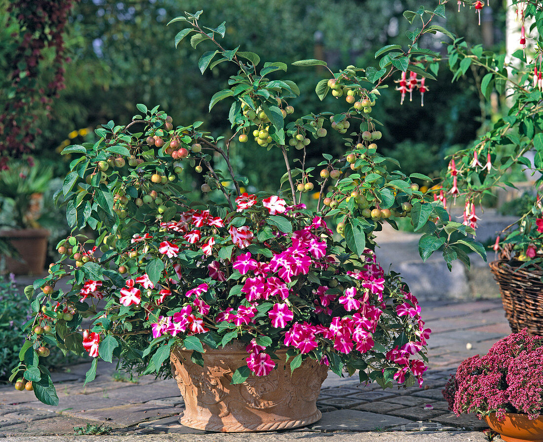 Bowl with ornamental apple and alternating underplanting (19/24)