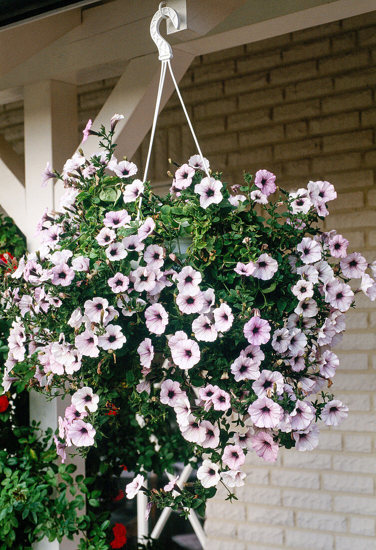 Petunia surfinia 'Pink Vein'