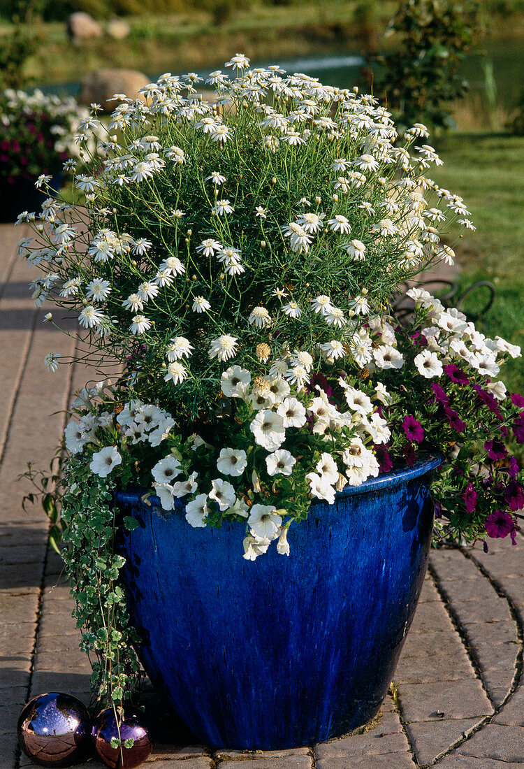 Argyranthemum frutescens (Edelweiss daisy)