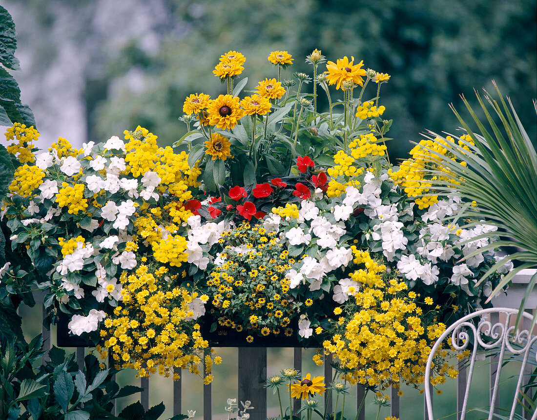 Impatiens Neu Guinea, 'Lanai', Rudbeckia hirta