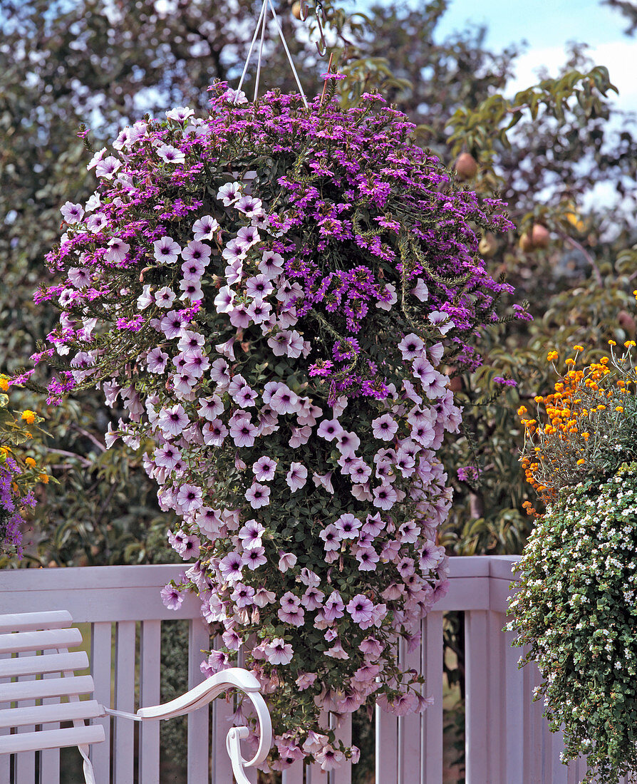 Scaevola aemula 'Blue Wonder', Petunia Surfinia 'Blue Vein', Ampel