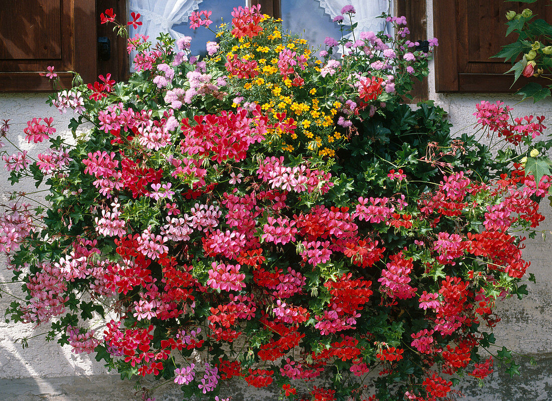 Pelargonium Cascade Hybrid, Tagetes erecta Hybrid