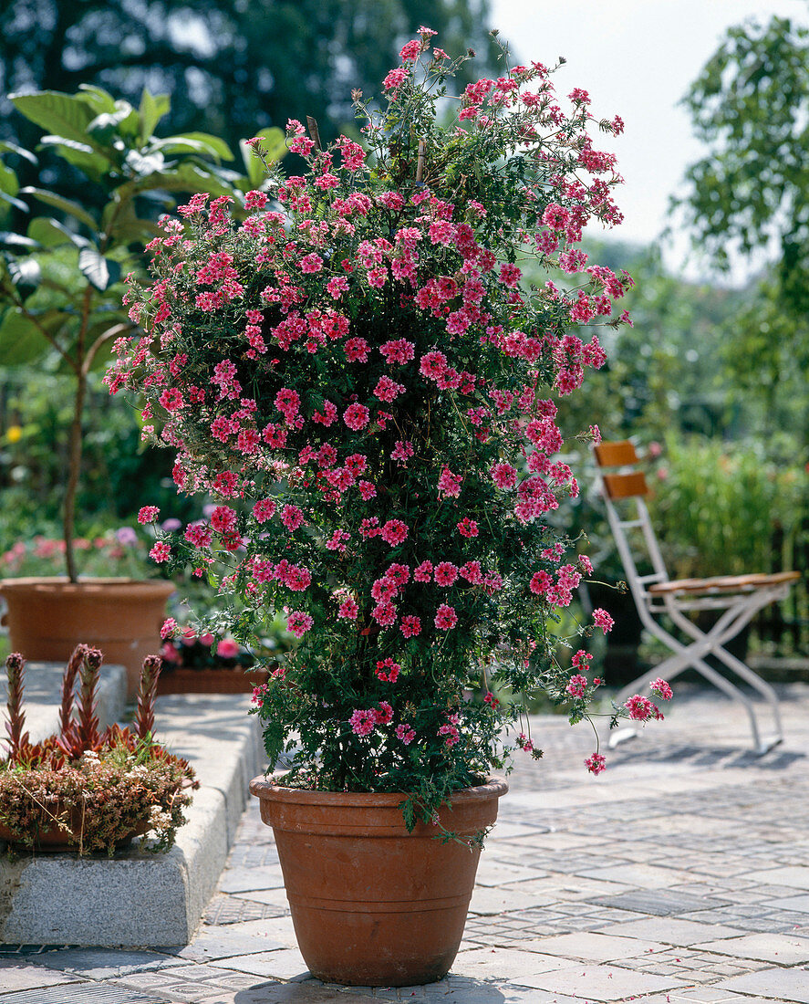 Verbena Tenera 'Cleopatra' (Cleopatra)