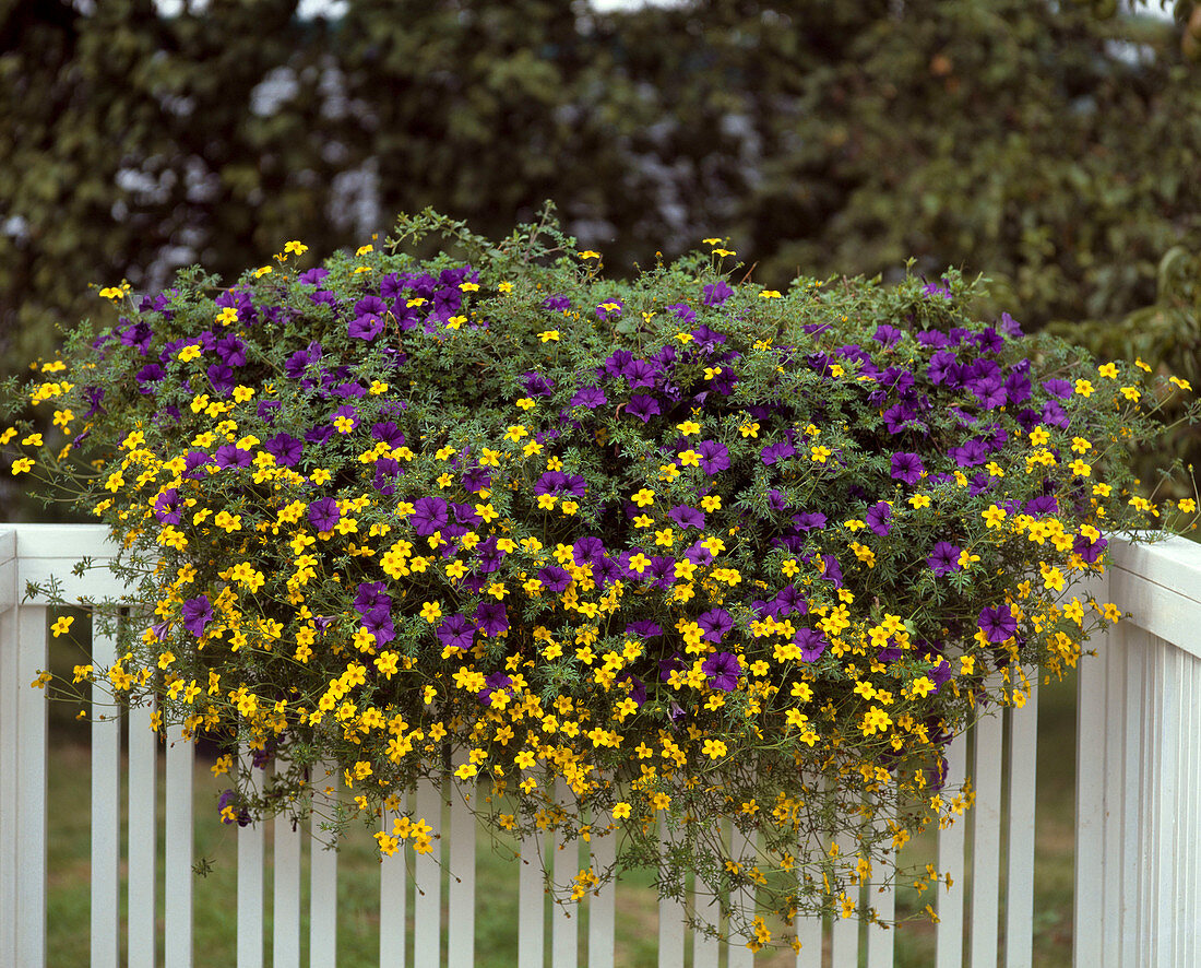 Bidens ferulifolia, Surfinia-Petunia 'Violet Blue'