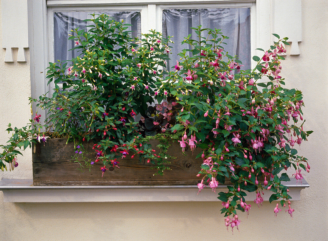 Fuchsia hybrids