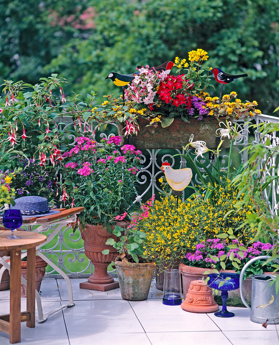 Fuchsia, Dianthus BARBATUS, GENISTA LYDIA, AGERATUM