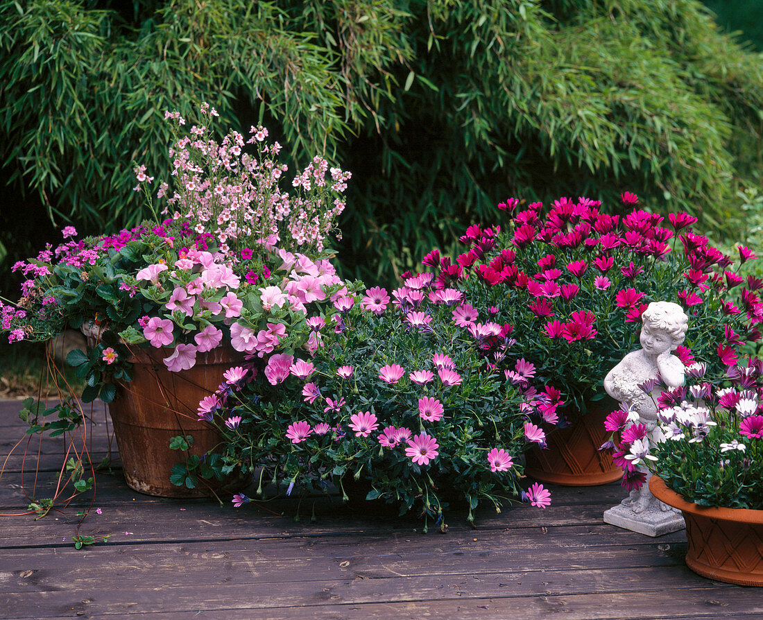 Petunia-Surfinia, Diascia Vigilis