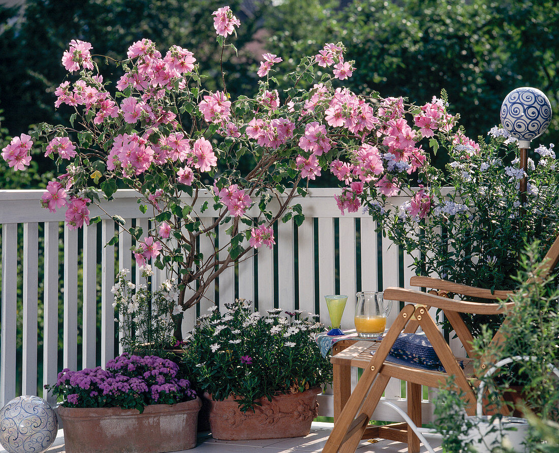 Lavatera olbia Rosea 'Barnsley'