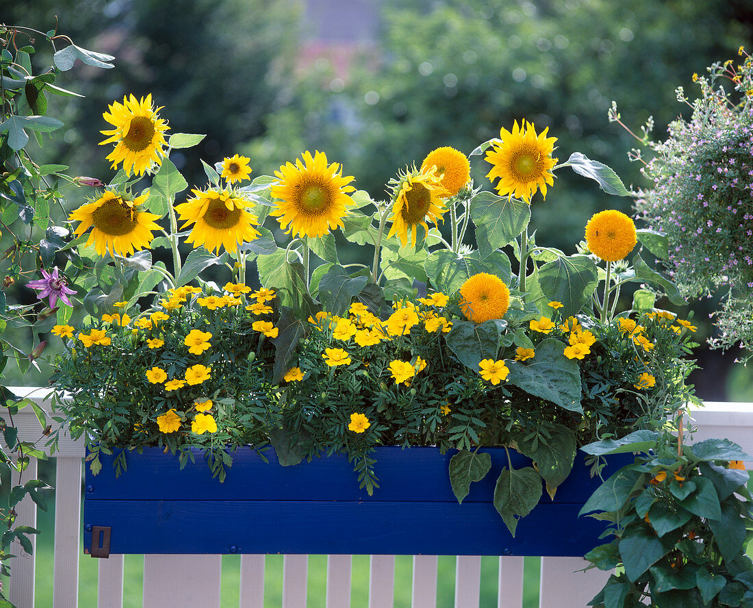 Helianthus annuus 'Teddy Bear', Topfsonnenblumen