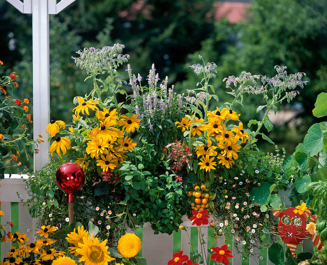 Erigeron karvinskianus, Rudbeckia, Borage