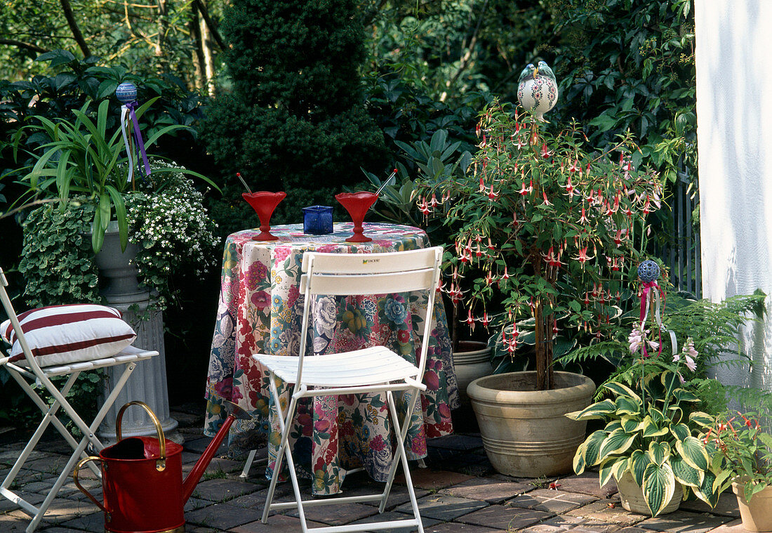 Shade terrace: Fuchsia, Hosta, Bacopa