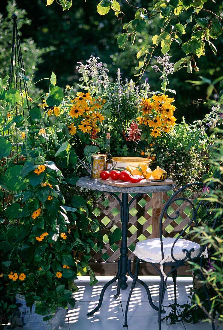 Tropaeolum (Kapuzinerkresse), Rudbeckia, Salvia