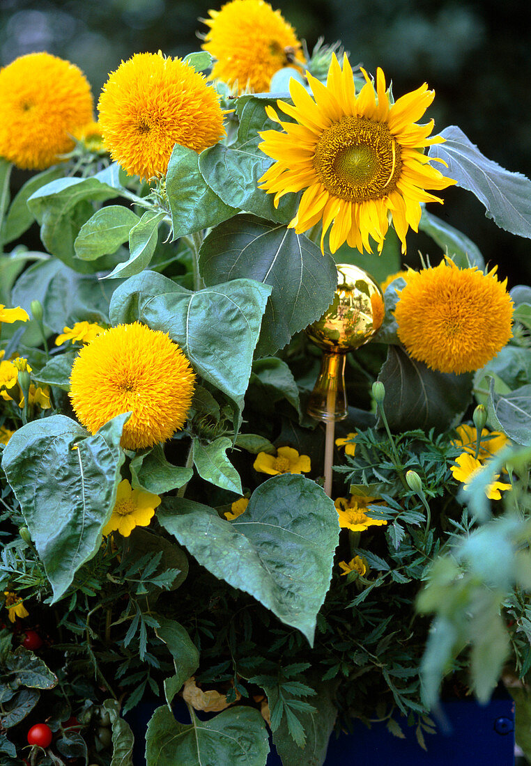 Helianthus annuus