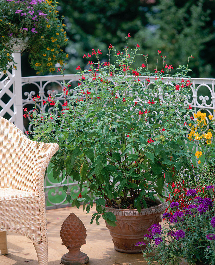 Salvia COCCINEA