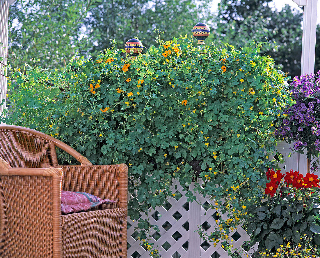 Trellis made of branches