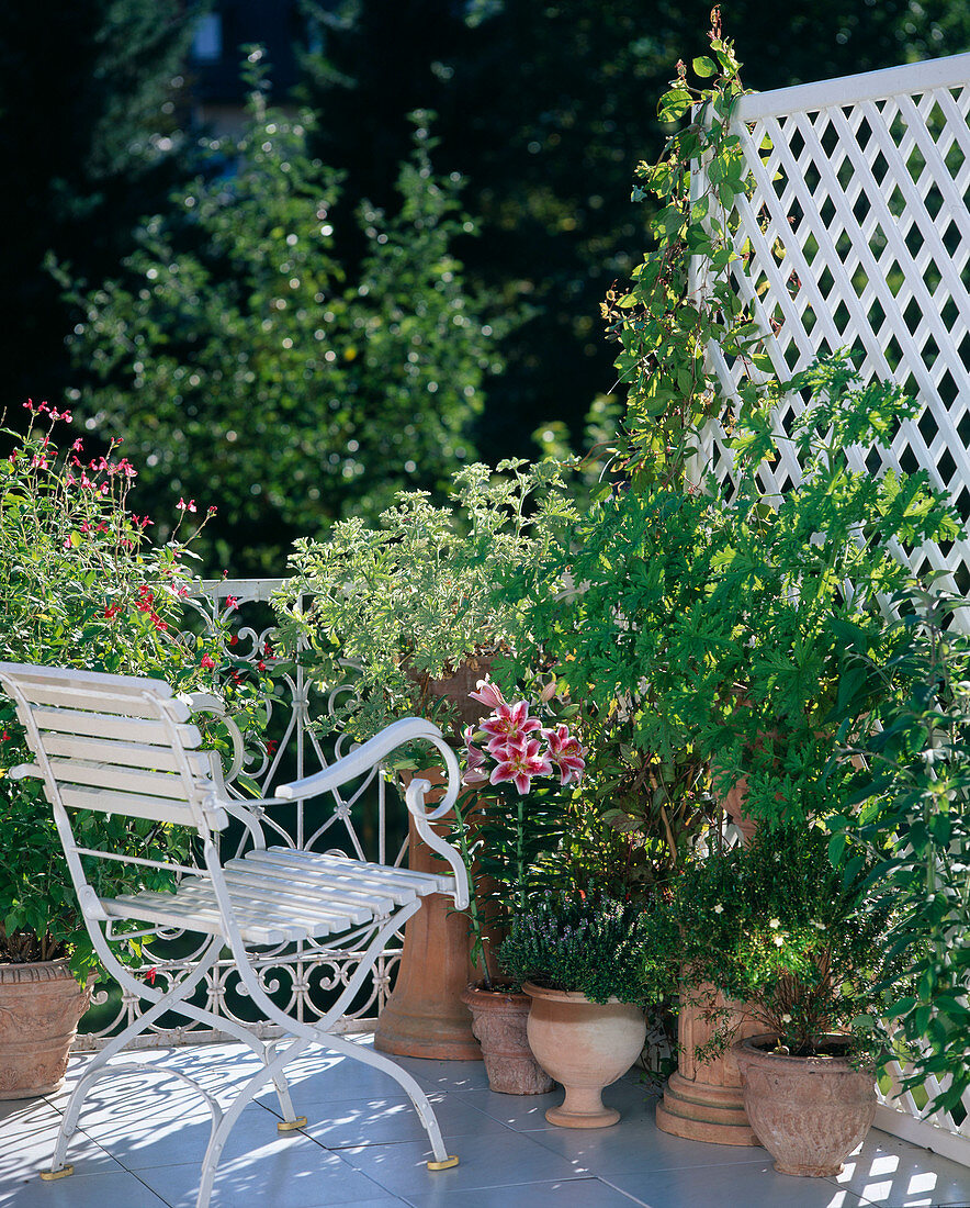 Scented plants: Scented Pelargonium, Lilium, Salvia