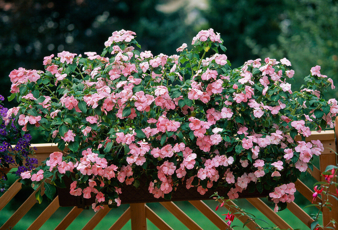 Impatiens walleriana hybrid, 'Accent Coral Pink'
