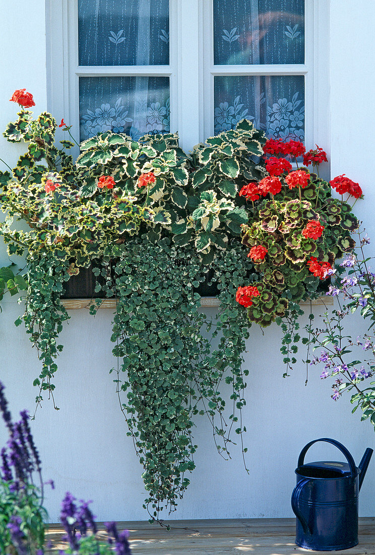 Pelargonium, Plectranthus ciliatus