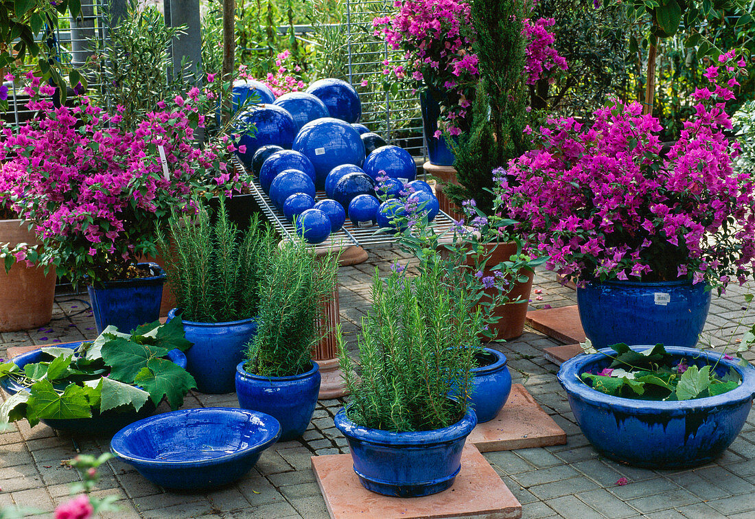 Pot plants in the garden centre