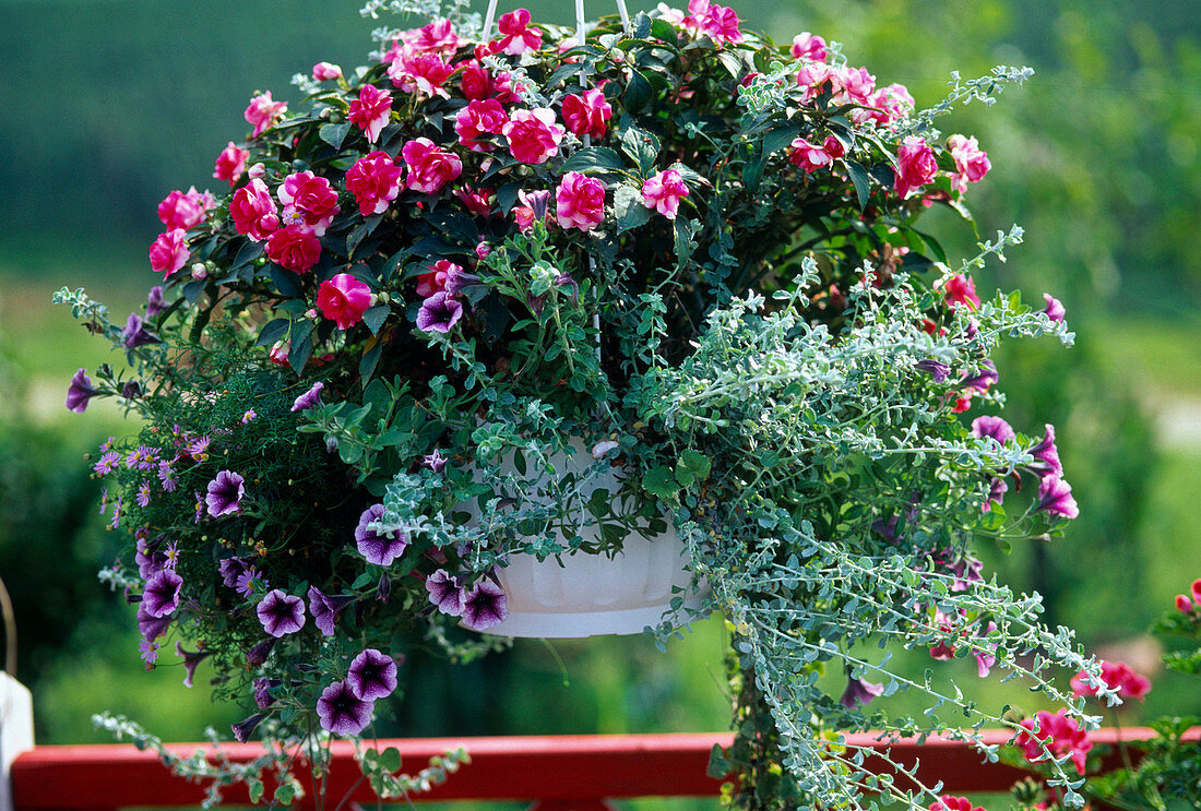 Impatiens New Guinea (Fleißiges Lieschen)