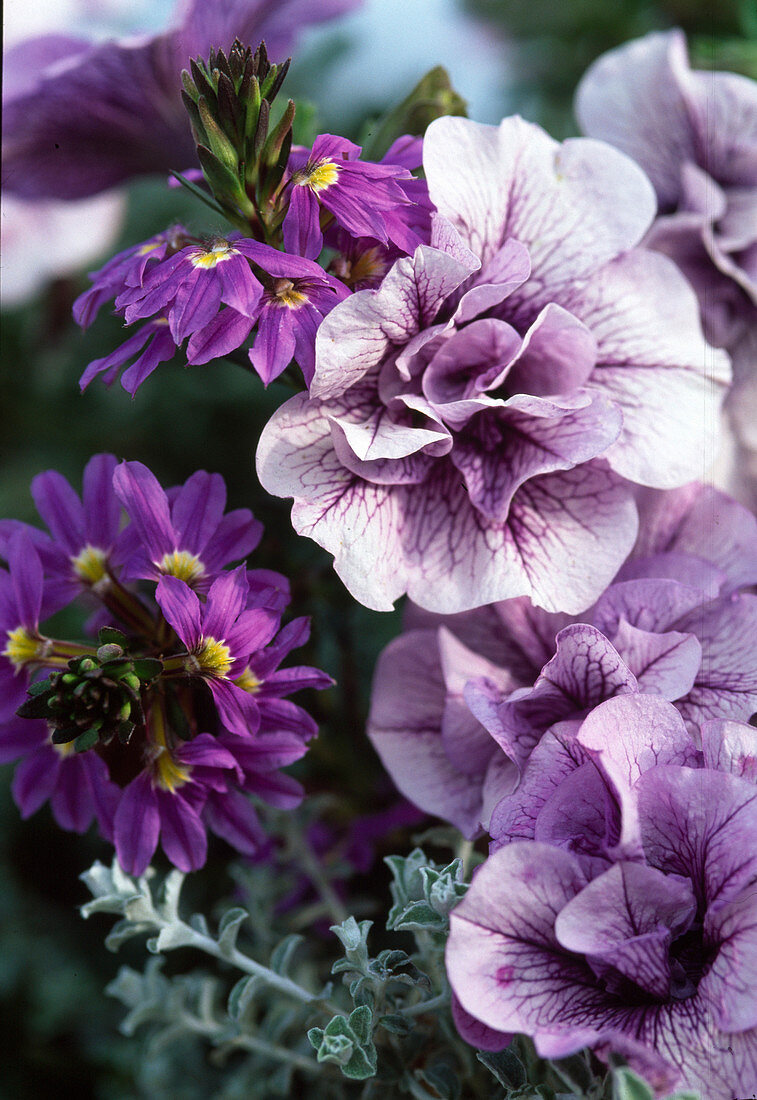 Petunia 'Priscilla'