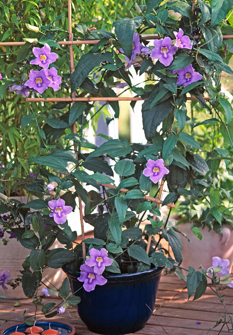 Thunbergia grandiflora