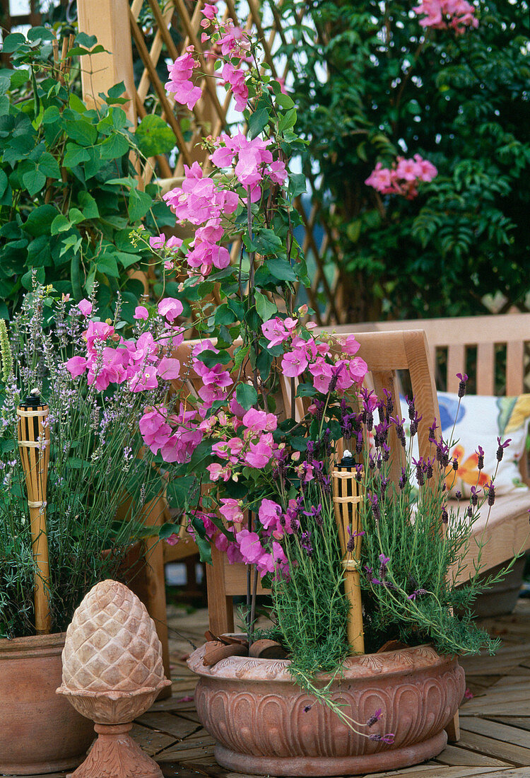 Bougainvillea