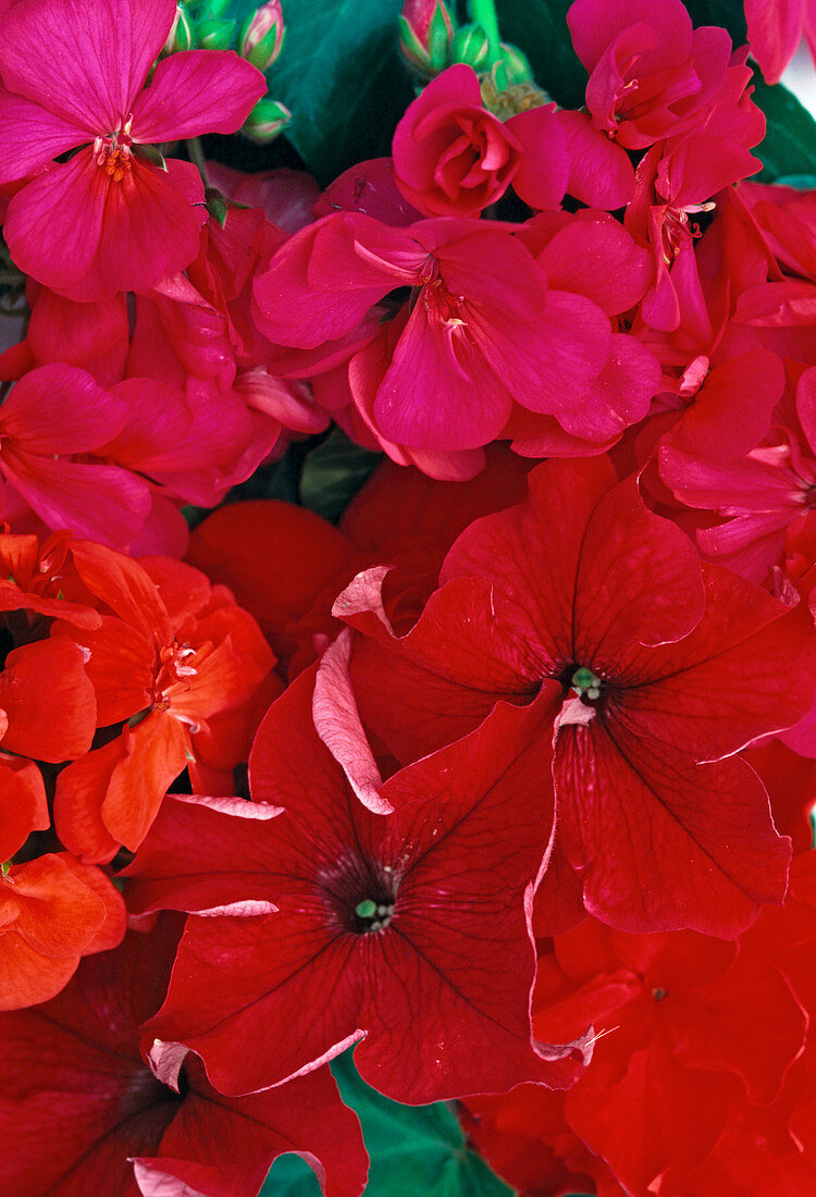 Geranium, Petunia