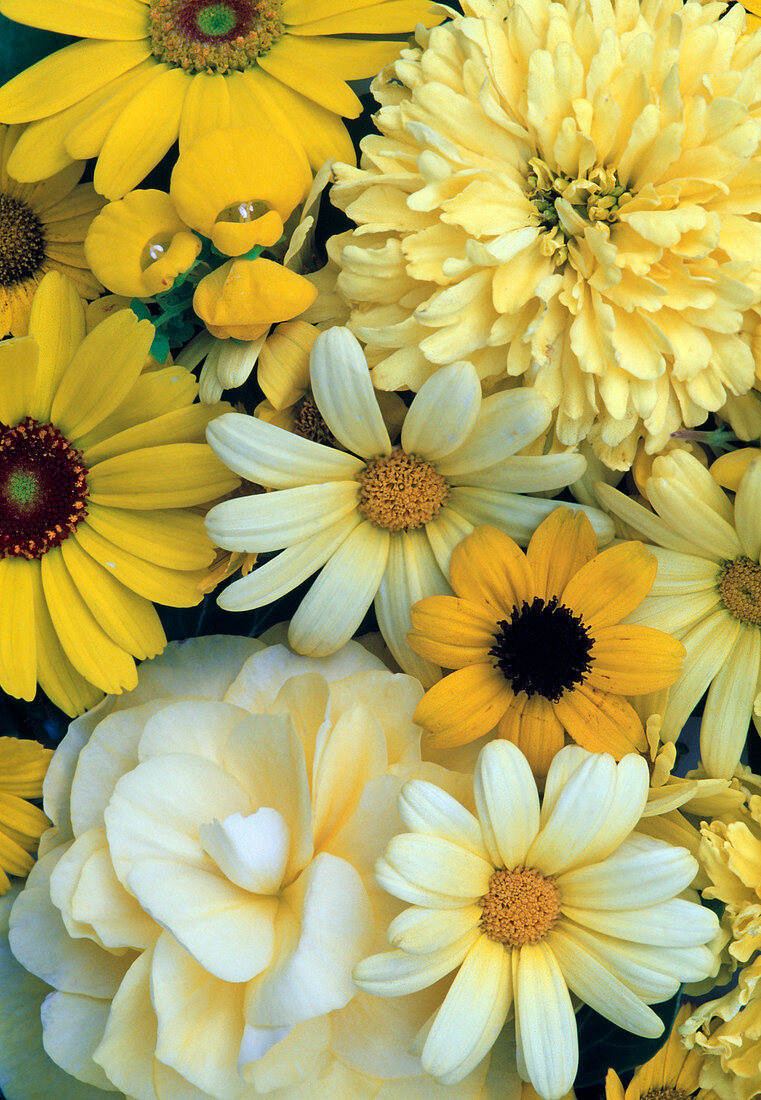 Begonia, Argyranthemum, Tagetes, Calceolaria