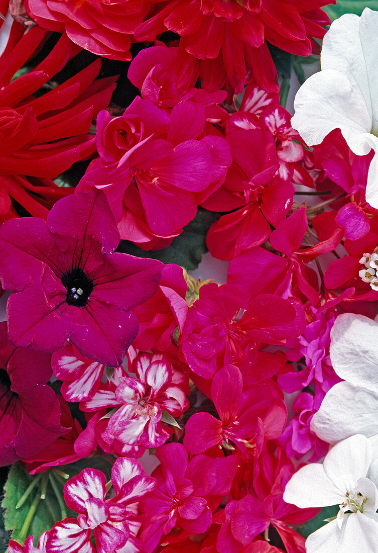 Pelargonium, Petunia, Dahlia