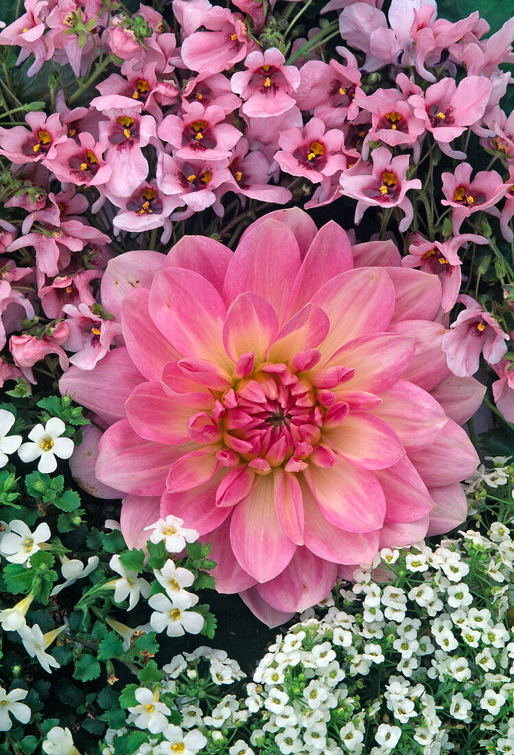 Flowers of Dahlia, Diascia, Lobularia, Bacopa