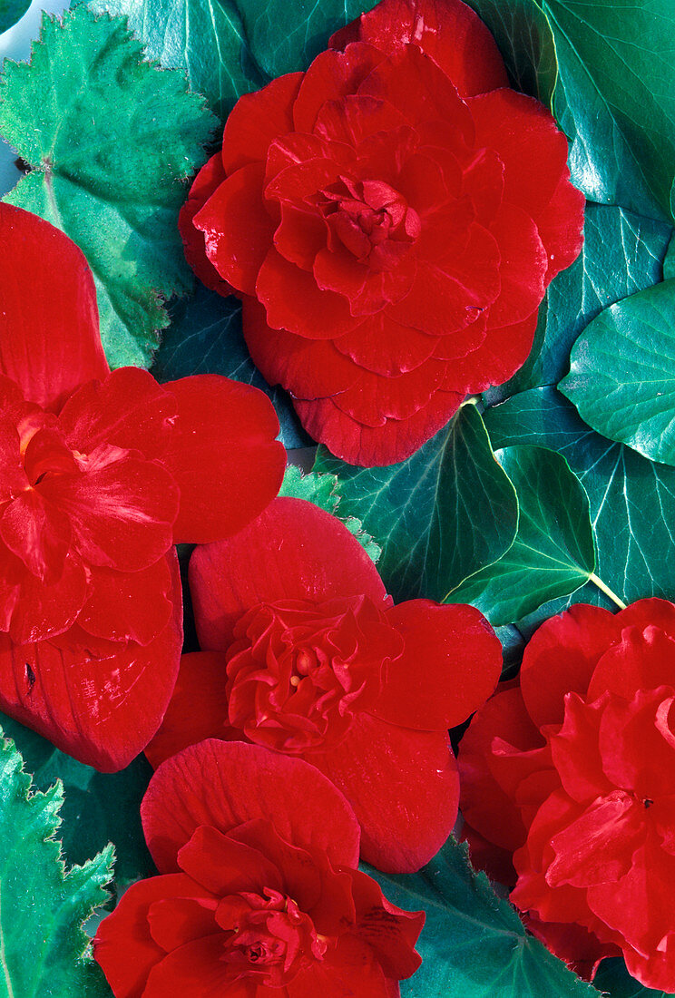 Begonia complementary colours red-green