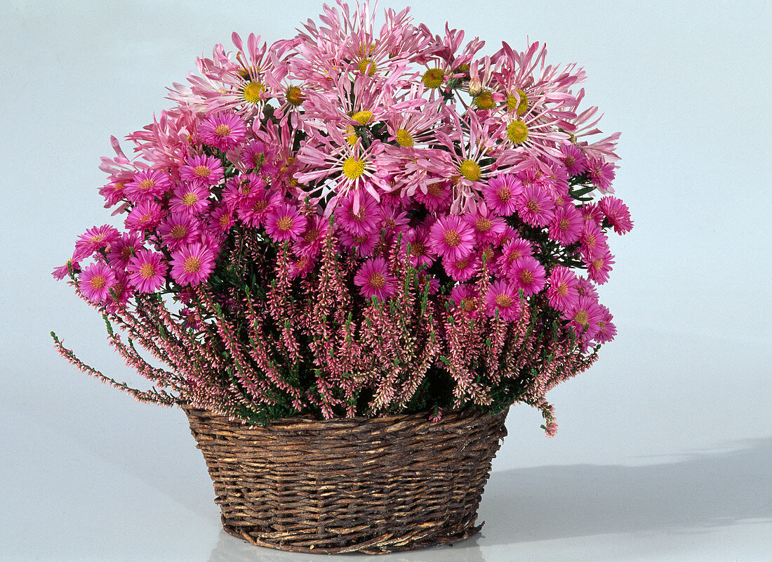 Basket with Dendranthema indicum (autumn chrysanthemum), Calluna vulgaris (broom heather)