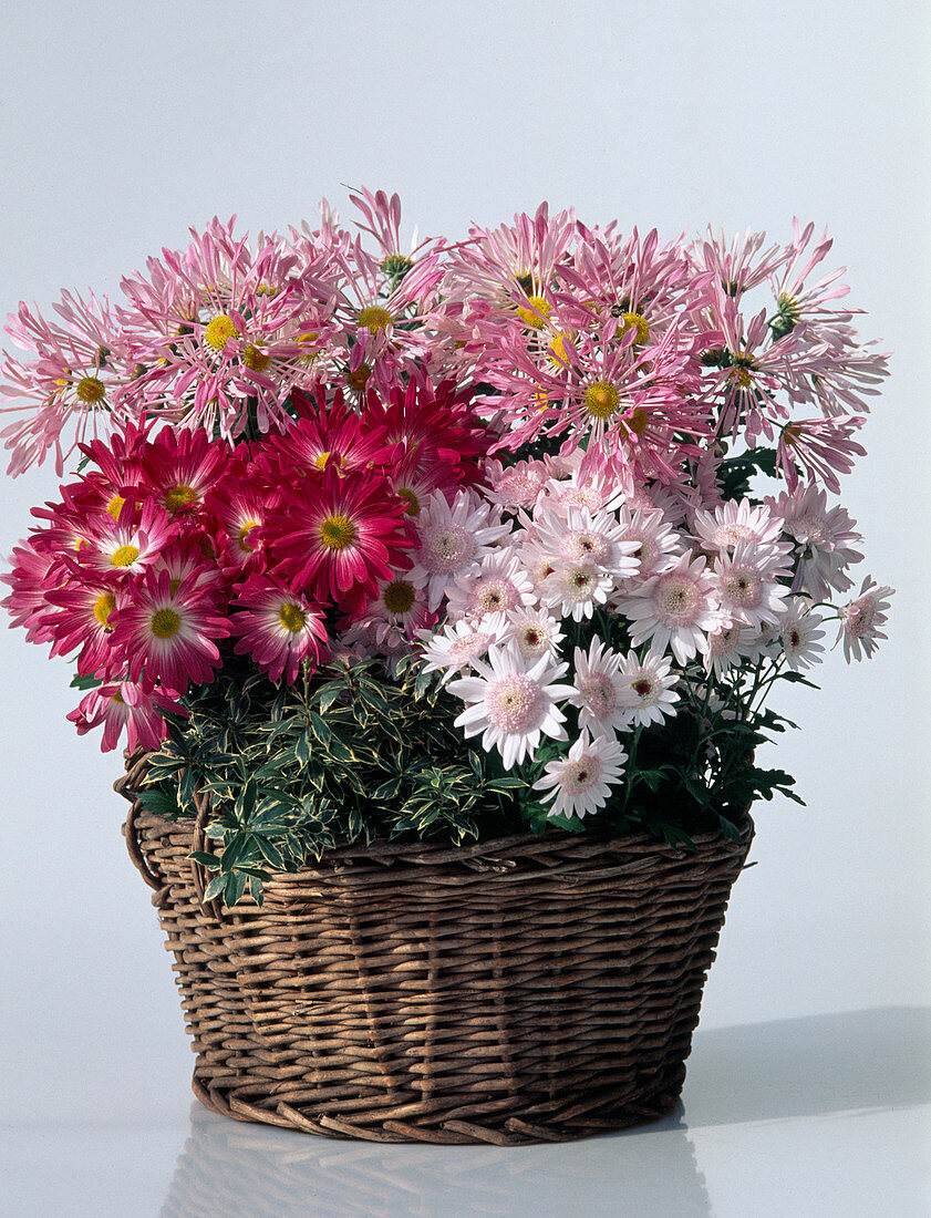 Dendranthema indicum (Autumn chrysanthemum), Pieris japonica (Lavender heather)