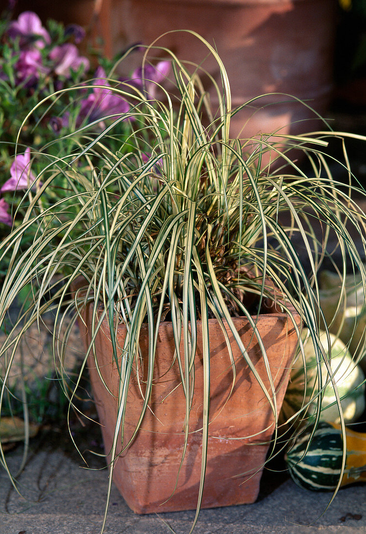 Carex hachijoensis 'Evergold' (Ziergras)