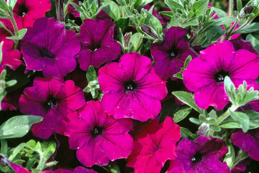 Petunia Solana Hybride 'Prince Charles'