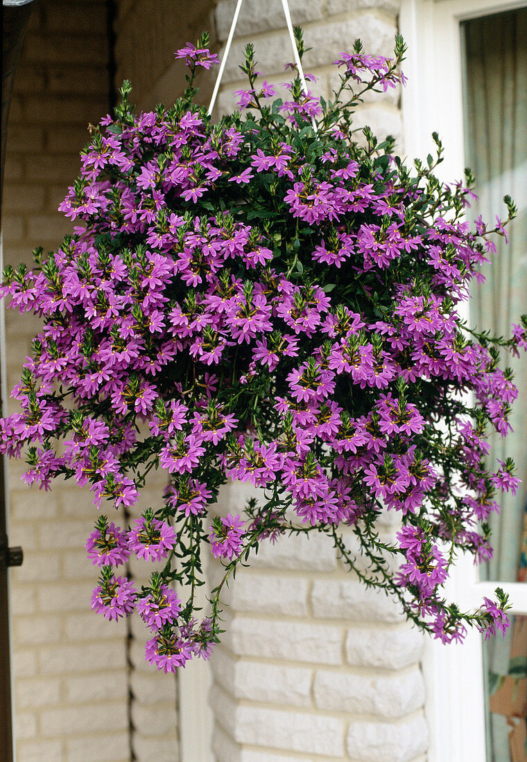 Scaevola 'Saphira'