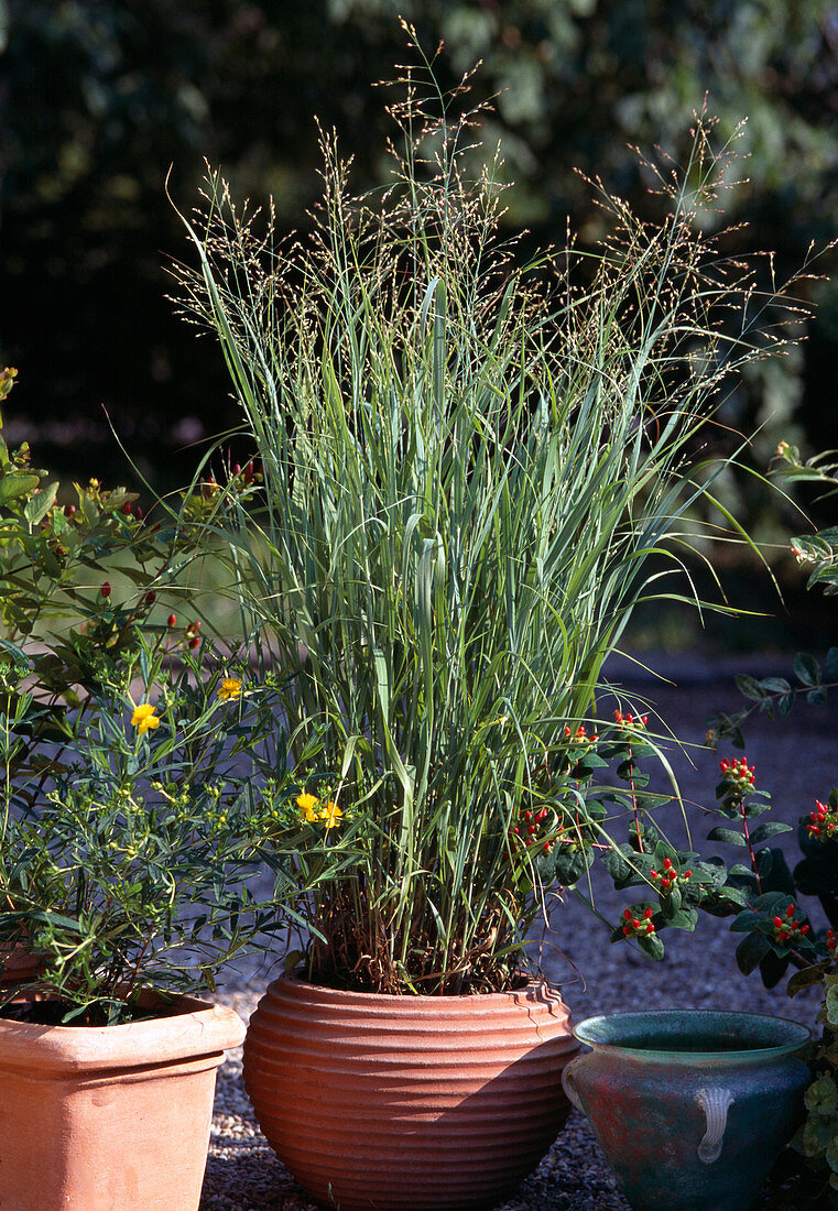 Panicum virgatum 'Heavy Metal'