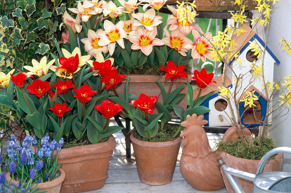 Tulipa 'Showwinner', Red Emperor