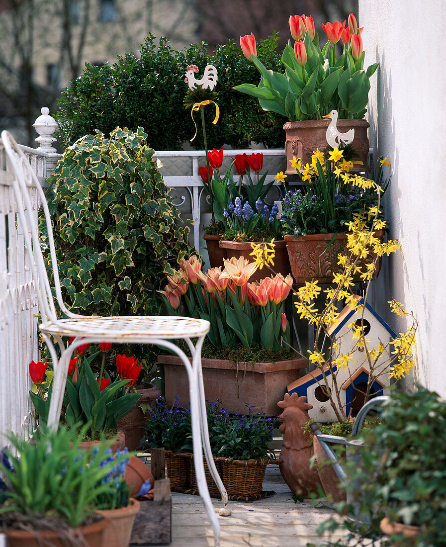 Tulipa, Hedera Helix, Narcissus, Muscari