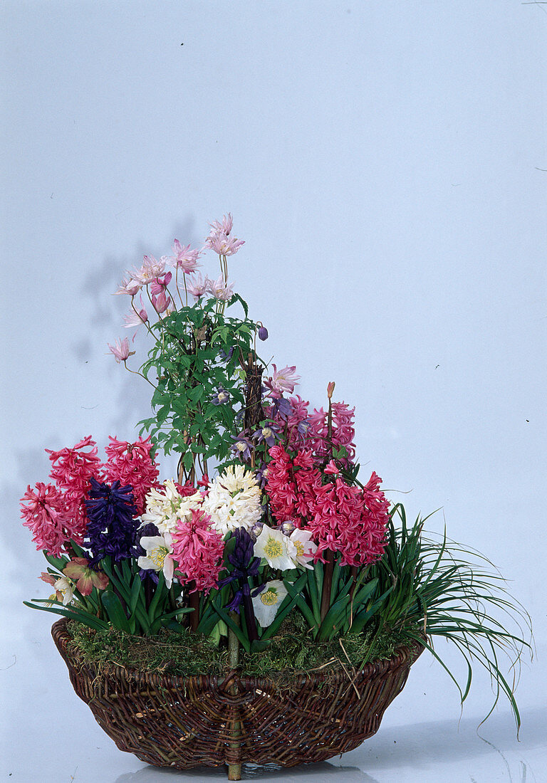 Clematis alpina, Hyacinthus orientalis