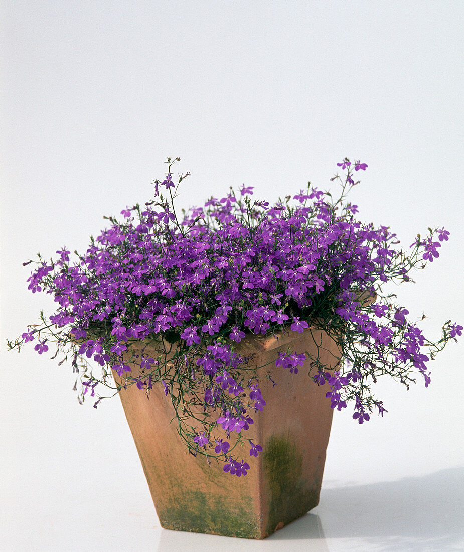 Lobelia erinus (Man's Trefoil)