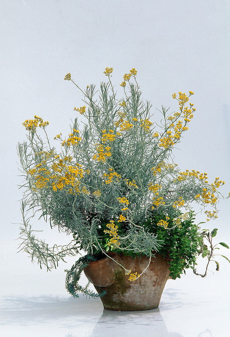 Helichrysum angustifolia (curry herb, marjoram)