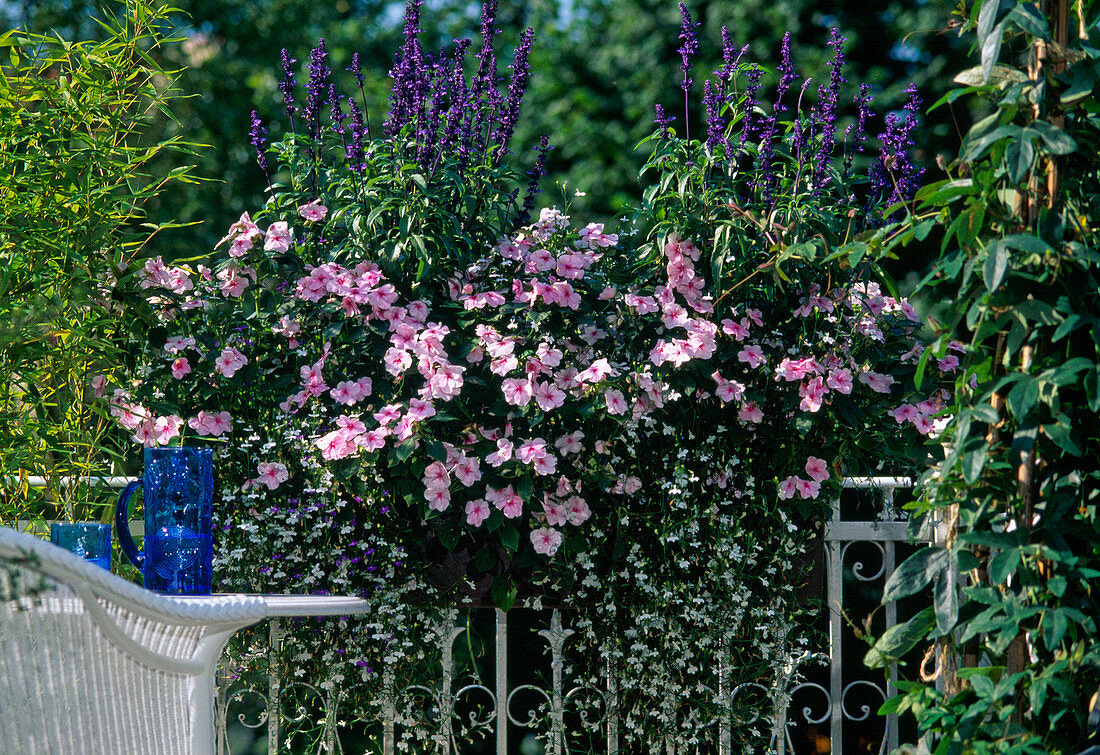 Impatiens Walleriana 'Accent Hellrosa', Salvia