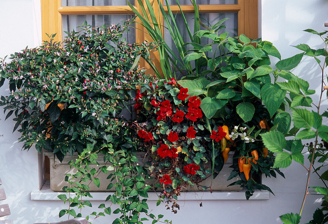 Solanum pseudocapsicum, Tropaeolum, Salvia